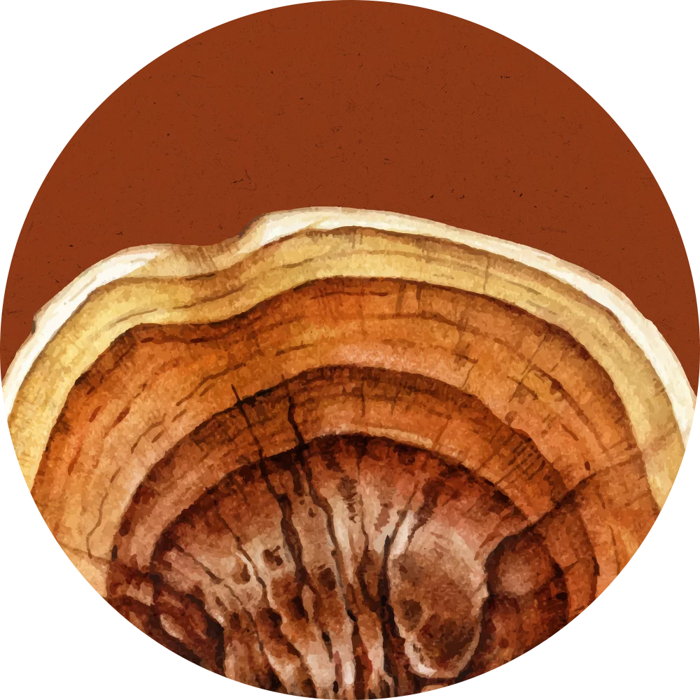 Orientana