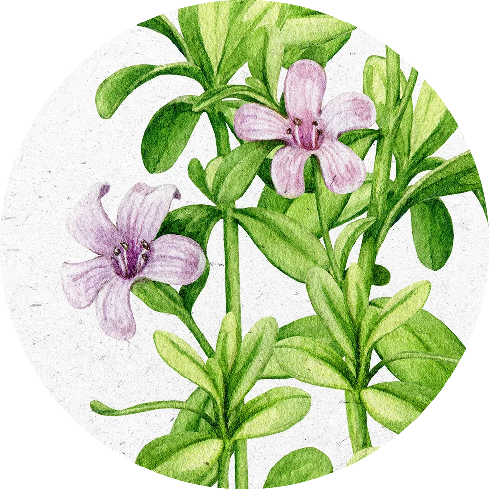 Orientana