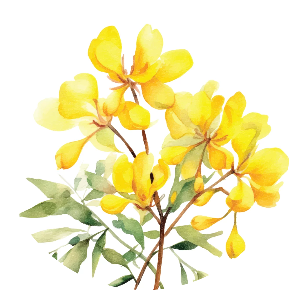 Orientana