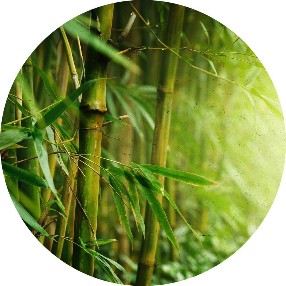 Orientana