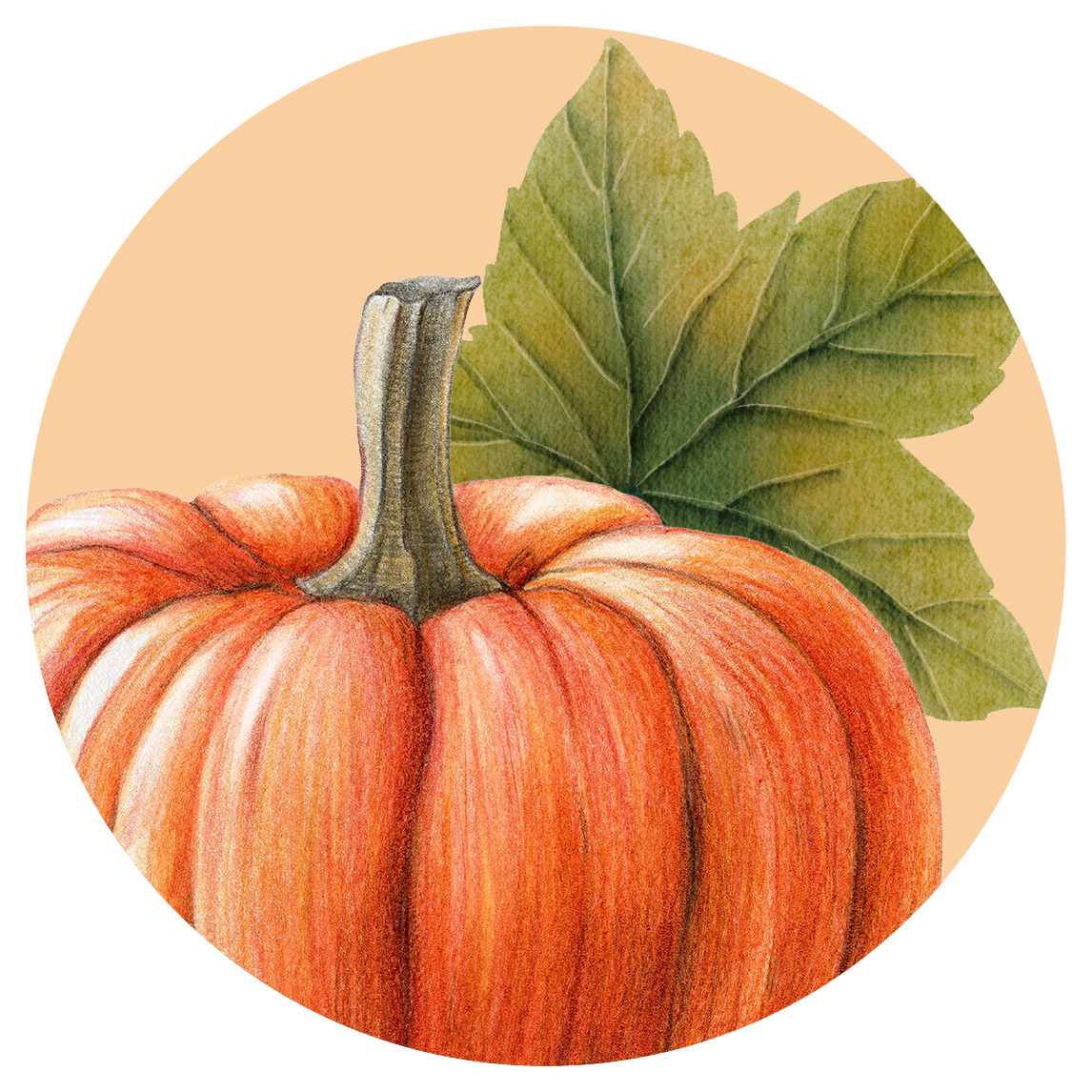 ilustracja dyni