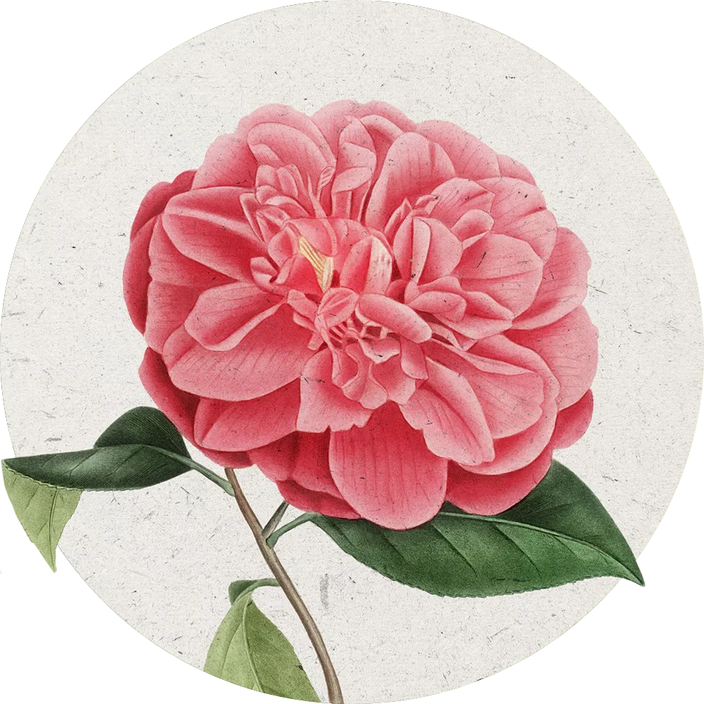 Orientana