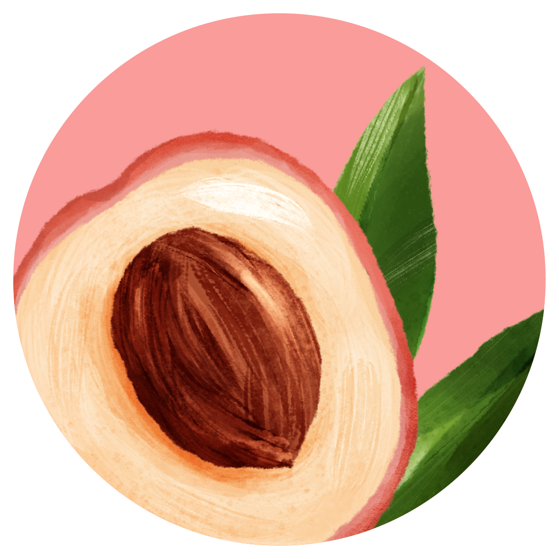ilustracja owocu liczu w przekroju