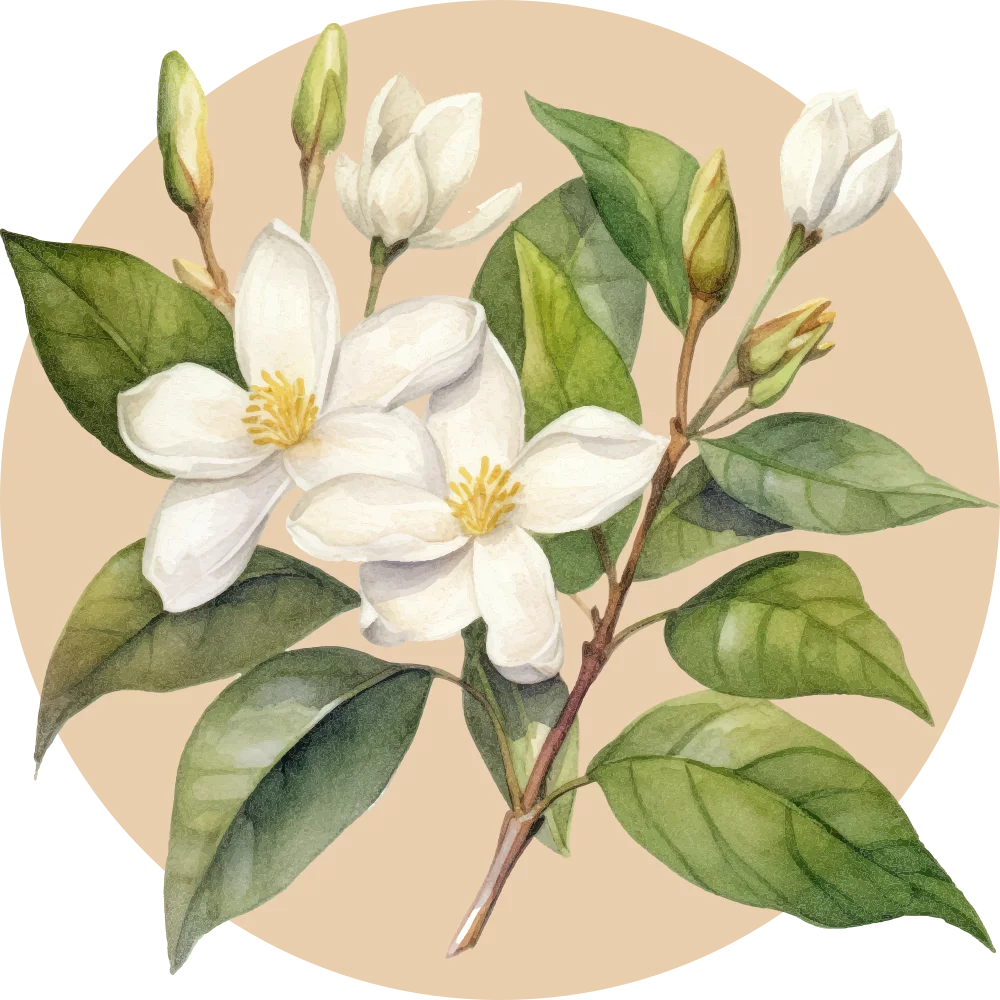 Orientana