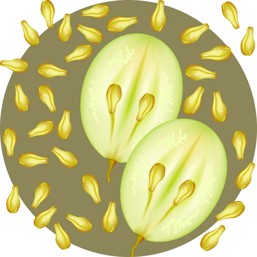 Orientana